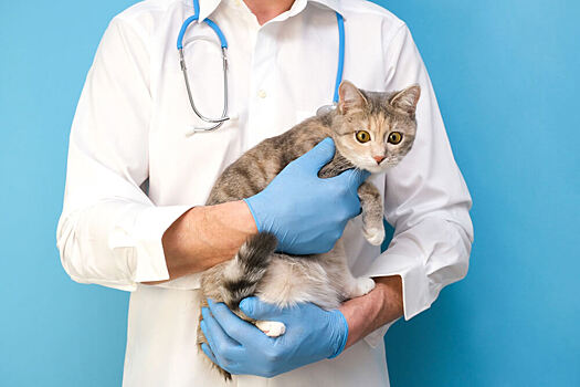 Глисты у кошек: признаки и лечение