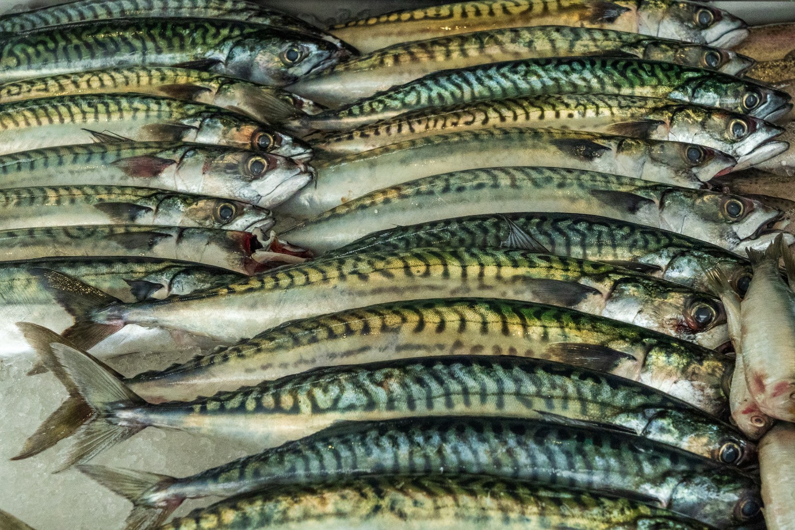 Дагестан начнет производство рыбной муки и корма для рыбы