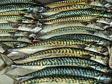 Минсельхоз Казахстана планирует начать госзакупки рыбы