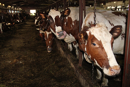 В совхозе «Толвуйский» в Карелии реализуется проект по строительству молочной фермы