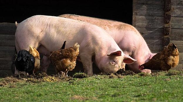 Верховный суд принял решение по «свинскому» делу из Приморья