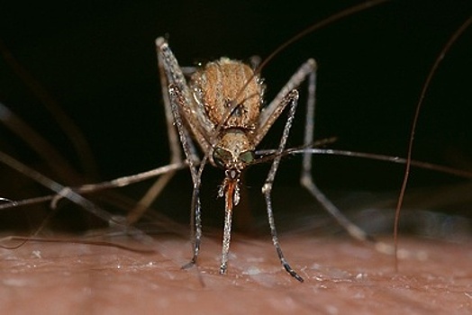 Стало известно, когда в Московском регионе будет меньше комаров