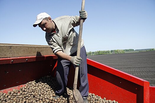 Под Рязанью вырастили рекордный урожай картофеля