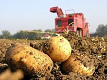 Красноярские учёные вывели картофель, устойчивый к заболеваниям