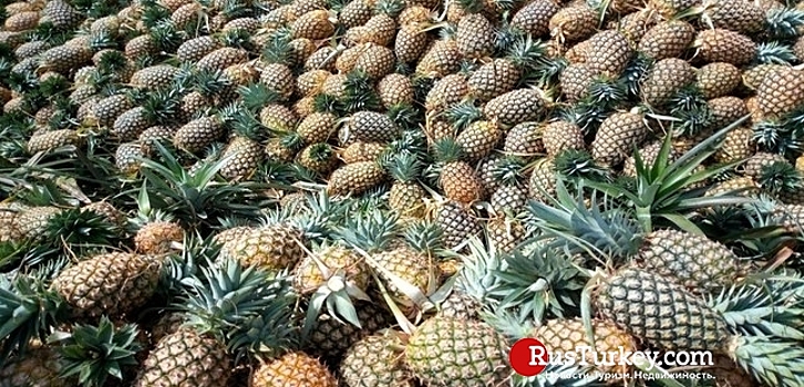 Турция помогает Гвинее выращивать ананасы