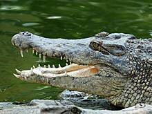 Израиль заподозрил палестинских крокодилов в связях с террористами