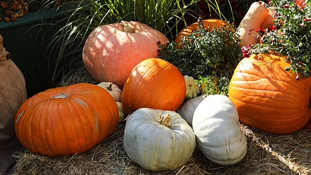 Людям с бессонницей посоветовали попробовать сезонный продукт