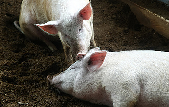 Компенсации жителям Приморья за изъятых из-за чумы свиней животных превысит 40 млн рублей