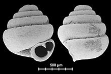 Самые крошечные улитки в мире обнаружены в Китае