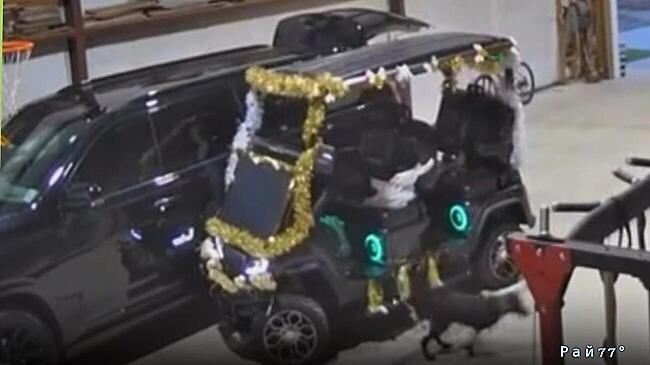 Четвероногий угонщик устроил ДТП в гараже у американской актрисы