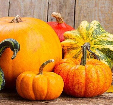 Тыква: правила выращивания и ухода