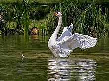 Лебедь затерроризировал жителей города в Британии постоянным стуком в дверь