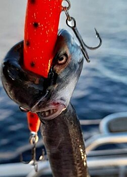 Страшную на вид рыбу поймали рыбаки в Онежском озере на троллинг