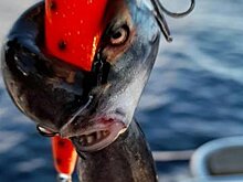 Страшную на вид рыбу поймали рыбаки в Онежском озере на троллинг