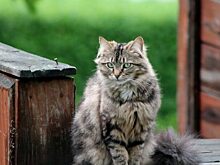 Кот охранял вещи, как ему приказали