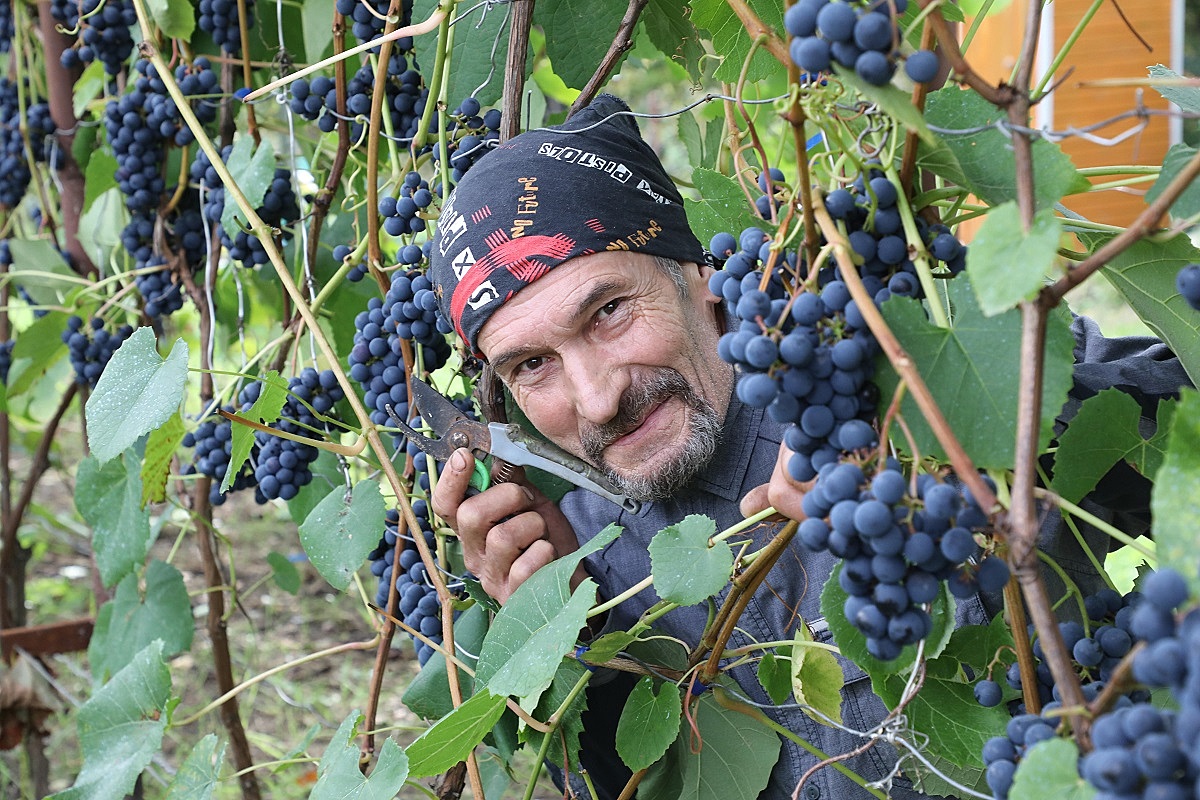 Каждый рад, если вырос виноград: нижегородец рассказал, как разбить виноградник у дома