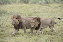 В Ботсване пять львиц-лесбиянок отрастили гриву