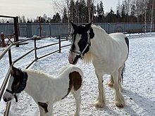 Имя для жеребенка в зоопарке Ижевска, опасные названия циклонов и попадание группы BTS в Книгу рекордов Гиннесса: что произошло минувшей ночью