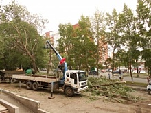 В Уфе продолжают сносить старые деревья