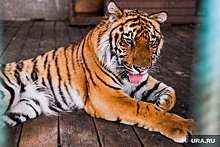 В Хабаровске погиб тигр Гектор, которого выходили в Челябинске