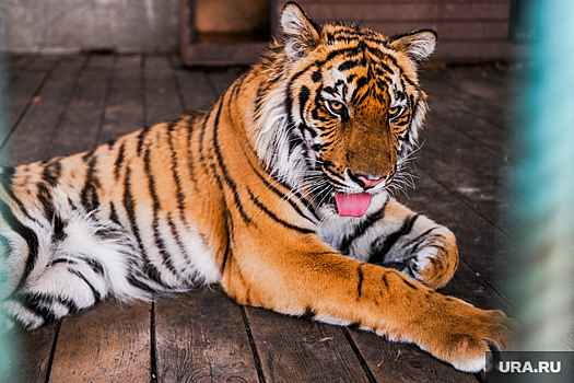 В Хабаровске погиб тигр Гектор, которого выходили в Челябинске