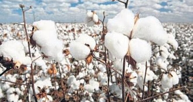 Глава Минсельхозпрода Дагестана нашел в Ногайском районе хлопок и мясо