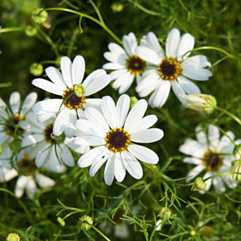 8 цветов, которые легко перепутать с ромашками