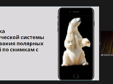 Школьники разработали автоматическую систему распознавания полярных медведей по снимкам с самолёта