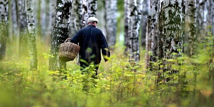 Власти Подмосковья рассказали, куда ехать за ягодами и грибами