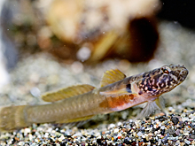 В Анапе ихтиолог сделала уникальные кадры обитателей Черного моря