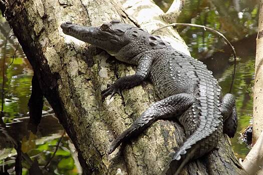 В одной стране нашли умеющих лазать по деревьям крокодилов