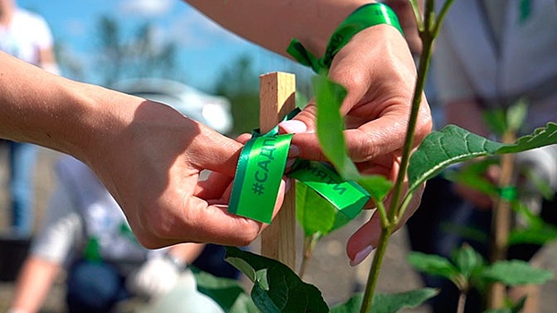 Участники акции «Сад памяти» высадили 27 миллионов деревьев