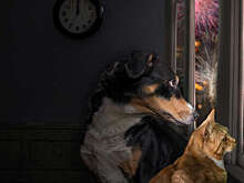 Кинолог Голубев: важно не оставлять питомцев одних в новогоднюю ночь