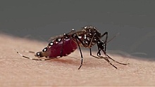 Агрессивные и в большом количестве: как в России борются с полчищами комаров