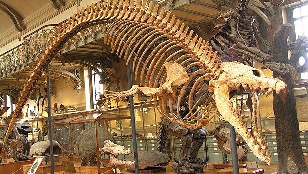 Жителей ЮЗАО приглашают на День Палеонтологического музея