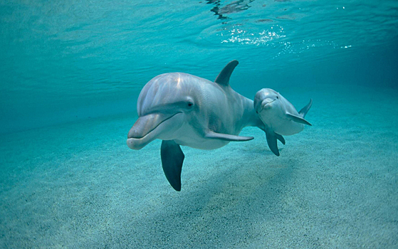 Дельфины умеют кормиться по расписанию