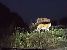 Заблокировавшего российскую заправку тигра записали на видео