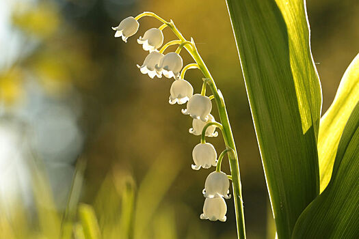 Россиян предупредили об опасности весенних цветов