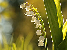 Россиян предупредили об опасности весенних цветов
