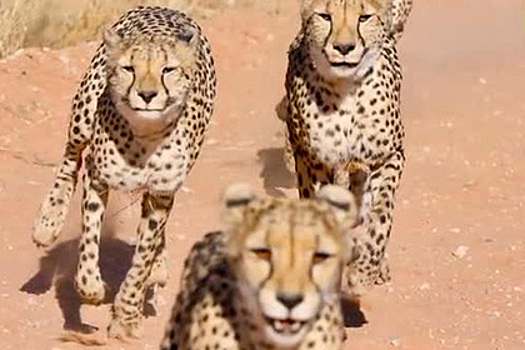 Четыре гепарда набросились на самку на глазах у изумленного фотографа