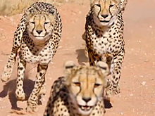 Четыре гепарда набросились на самку на глазах у изумленного фотографа
