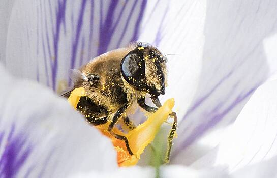 В России нашли виновных в вымирании пчел