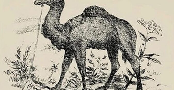 На этой картинке есть не только верблюд, но и его хозяин. Но немногие могут его найти