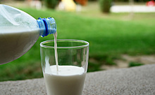 Семь предприятий-фантомов производили молоко в Новосибирской области
