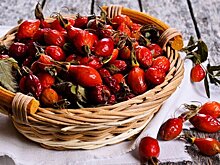 Физиотерапевт Малиновская: чемпионом по содержанию витамина C является шиповник