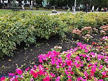 На озеленение Пензы в 2025 году выделили более 30 млн рублей