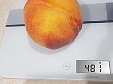 Гигантский персик вырастили в Запорожской области