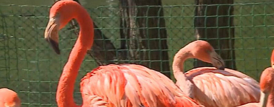 В зоопарке Новосибирска покраснели фламинго