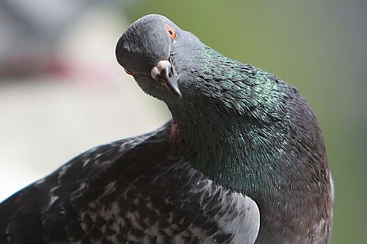 Вокзал в Париже эвакуировали из-за голубя