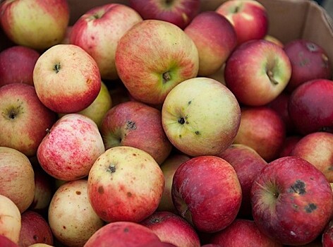 Сладкие и ароматные: в Кабардино-Балкарии собирают богатый урожай яблок